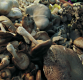 How To Make Simmered Mushroom Trio With Garlic Crostini