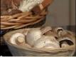 Types And Varieties Of Mushrooms