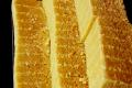 Mysore Pak