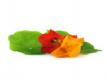 Selecting and Using Nasturtium