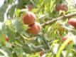 How To Store Peaches
