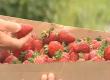 Research For A Better Strawberry Video