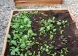 How To Plant For Next Season