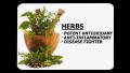 Nutrition: Herbs
