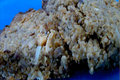 Nutty Butterscotch and Chocolate Oat Bars