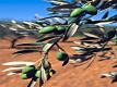 Olive Varieties | Flavor Profiles of 4 Types of Olives 