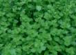 Oregano Herb