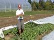 Wegmans Organic Farm Radishes
