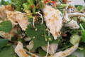How To Make An Asian Chicken Salad