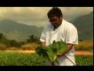 Review Of Owen Kaneshiro Farm