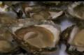 Oyster Tasting Guide