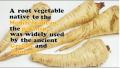 Buying And Storing Parsnips