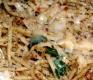 Pasta With Herb Sauce