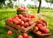 An Overview Of Peach Harvest