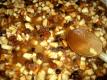 Pear Mincemeat