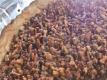 Easy Pecan Pie - How to Make Southern Pecan Pie