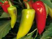Seasons - Hungarian Hot Peppers
