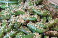 Peppery Asian Sugar Snap Peas