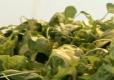 Perfect Vinaigrette 