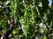 Jordan Winery: Petit Verdot Vineyard Grape Thinning Winemaking Experiment