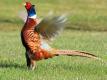 How To Field Dress A Pheasant