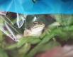 How About Live Frog Salad?