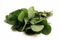 Fresh Mint