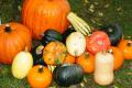 Types Of Gourd