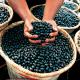 Acai Berry