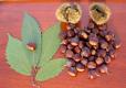 North American Fruits
