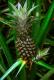 Ananas Cosmosus Whaldener Endo