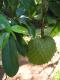 Annona Muricata