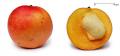 Apple Mango And Cross Section