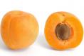 Apricot And Cross Section
