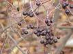 Aronia