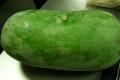 Ash Guard ( White Guard / Winter Melon )