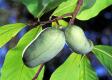 Asimina Triloba