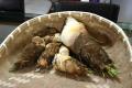 Bamboo Shoot
