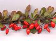 Berberis
