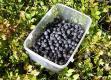 Bilberry