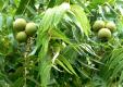 Black Walnut Nuts On Tree