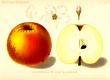 Blenheim Orange