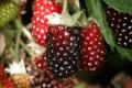 Boysen Berries