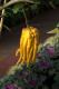Buddha Hand