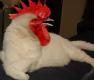 Funny Picture - Cock's Head In Cat's Body