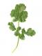 Celery Leaves
