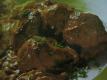 Chicken Tikka Masala With Coriander