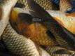 Chinese Fishes