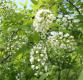 Choke Cherry