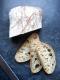 Ciabatta Cut